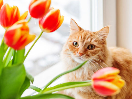 Cat-Friendly Flowers: A Guide to Safe Blooms for Your Feline Friends